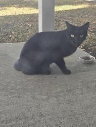 Found/Stray Unknown Cat last seen 1st and Peoria, Aurora, CO 80011