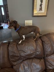 Lost Male Dog last seen Pickle road and killian road, Akron, OH 44312