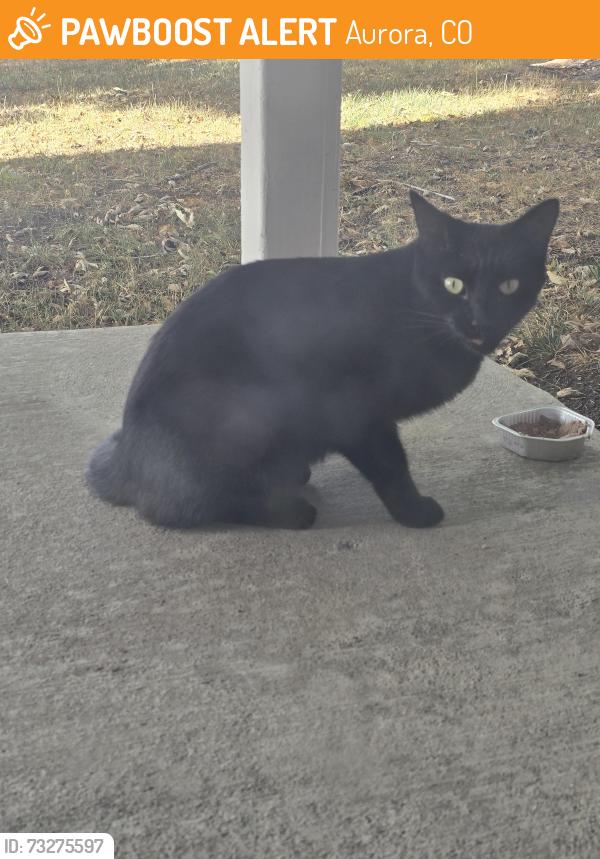 Found/Stray Unknown Cat last seen 1st and Peoria, Aurora, CO 80011