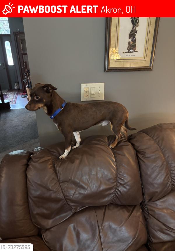 Lost Male Dog last seen Pickle road and killian road, Akron, OH 44312