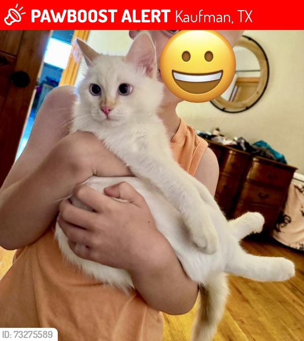 Lost Male Cat last seen County Rd 151 and Fair Ave, Kaufman, TX 75142