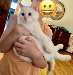 Lost Male Cat last seen County Rd 151 and Fair Ave, Kaufman, TX 75142