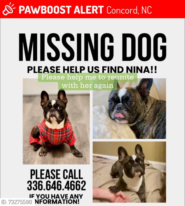 Lost Female Dog last seen Goodman Cir NE, Concord, NC 28025