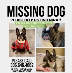 Lost Female Dog last seen Goodman Cir NE, Concord, NC 28025