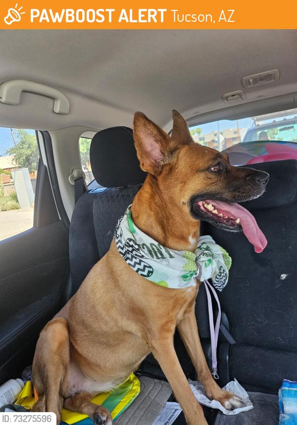 Found/Stray Female Dog last seen Near E. Broadway Blvd, Tucson, AZ 85719