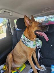 Found/Stray Female Dog last seen Near E. Broadway Blvd, Tucson, AZ 85719
