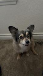 Lost Female Dog last seen Near Cordova Street, West Covina, West Covina, CA 91791