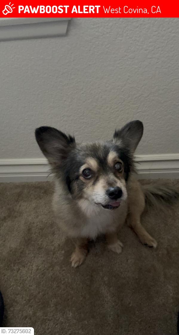 Lost Female Dog last seen Near Cordova Street, West Covina, West Covina, CA 91791