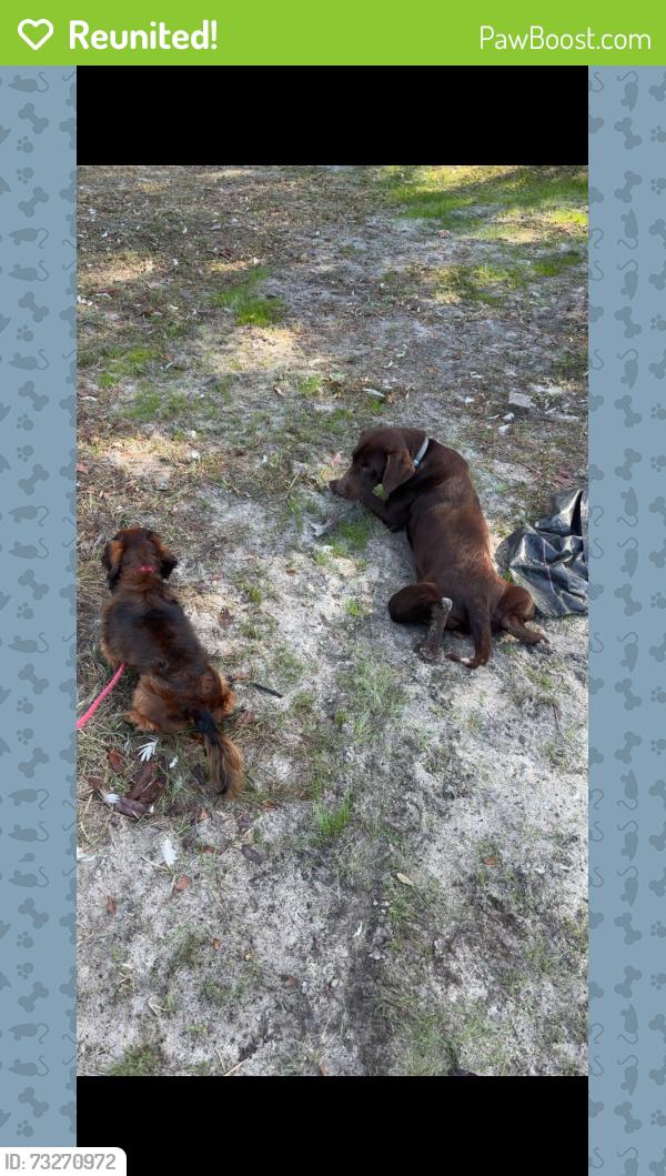 Reunited Male Dog last seen Mimosa and zibra, Middleburg, FL 32068