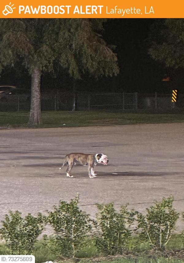 Found/Stray Unknown Dog last seen Dollar general at Carmel Dr, Lafayette, LA 70501