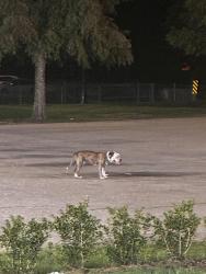 Found/Stray Unknown Dog last seen Dollar general at Carmel Dr, Lafayette, LA 70501