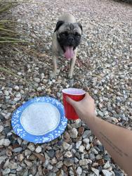 Found/Stray Male Dog last seen Avondale blvd and durango, near la joya highschool, Avondale, AZ 85323