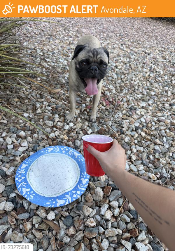 Found/Stray Male Dog last seen Avondale blvd and durango, near la joya highschool, Avondale, AZ 85323