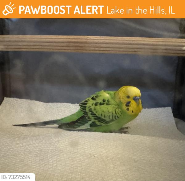 Found/Stray Male Bird last seen Biking Trail by Cool Stone Bend and Harvest Gate, Lake in the Hills, IL 60156