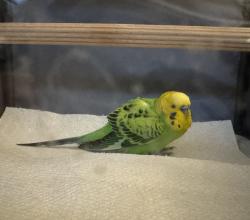 Found/Stray Male Bird last seen Biking Trail by Cool Stone Bend and Harvest Gate, Lake in the Hills, IL 60156