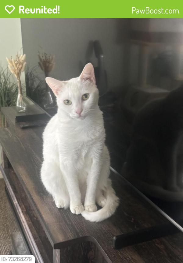 Reunited Female Cat last seen East 49st and Compton Ave, Los Angeles, CA 90011