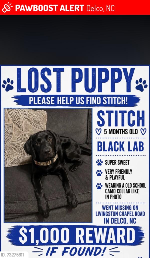 Lost Male Dog last seen Livingston chapel road, Delco, NC 28436