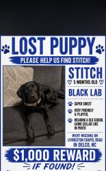 Lost Male Dog last seen Livingston chapel road, Delco, NC 28436