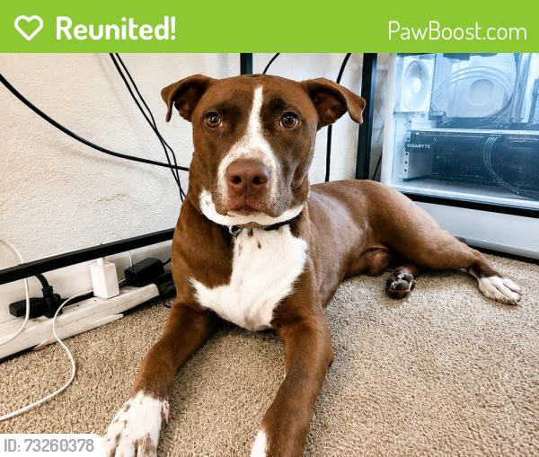 Reunited Male Dog last seen S Texas Ave and Holden Ave, Orlando, FL 32839