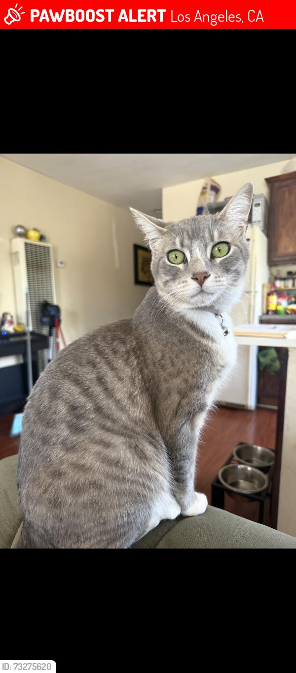 Lost Female Cat last seen Pico and labrea, Los Angeles, CA 90019
