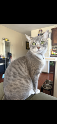 Lost Female Cat last seen Pico and labrea, Los Angeles, CA 90019