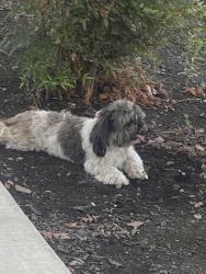 Found/Stray Unknown Dog last seen Houston & Virmargo, Visalia, CA 93292