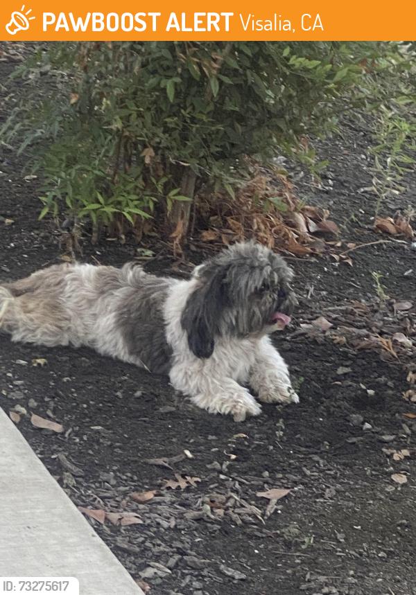 Found/Stray Unknown Dog last seen Houston & Virmargo, Visalia, CA 93292