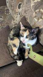 Lost Female Cat last seen Lougheed hwy (2-3 minutes from Albion), Maple Ridge, BC 