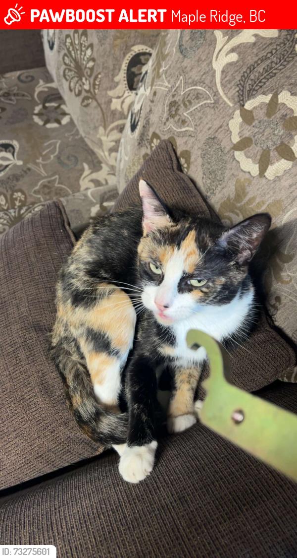 Lost Female Cat last seen Lougheed hwy (2-3 minutes from Albion), Maple Ridge, BC 