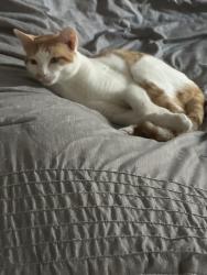 Lost Male Cat last seen Jupiter, Palm Bay, FL 32907