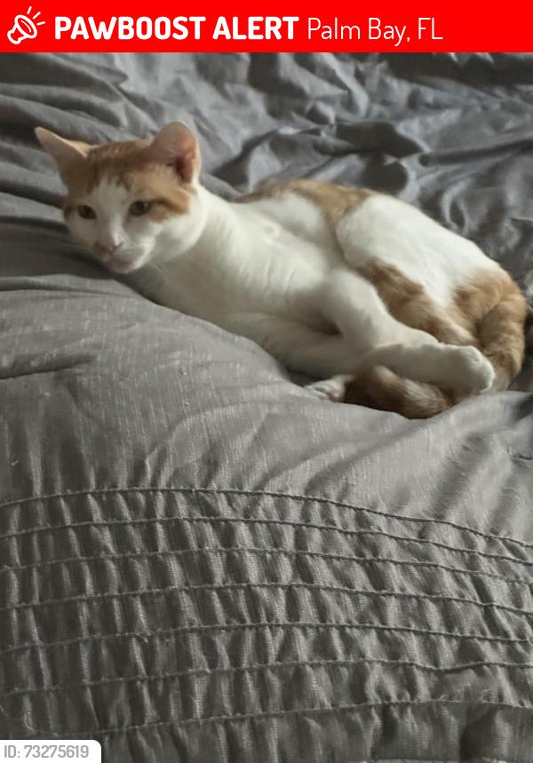 Lost Male Cat last seen Jupiter, Palm Bay, FL 32907
