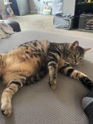 Reunited Male Cat last seen Neighborhood behind scooters coffee in Marysville oh, Marysville, OH 43040