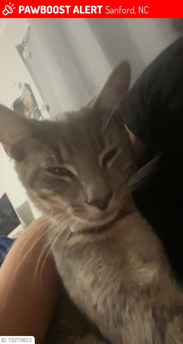 Lost Male Cat last seen Forestwood Park rd, Sanford, NC 27330