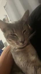 Lost Male Cat last seen Forestwood Park rd, Sanford, NC 27330
