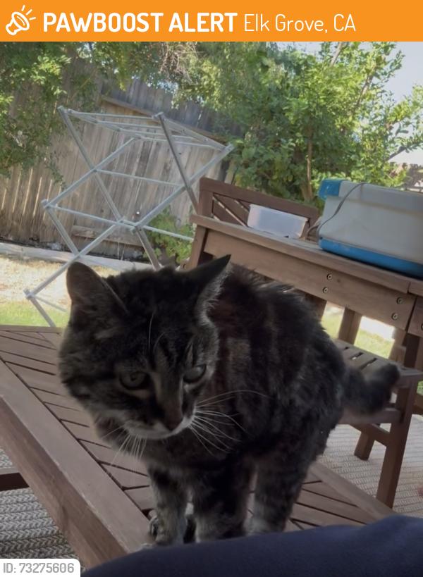 Found/Stray Unknown Cat last seen Clarke Farms, Elk Grove, CA 95624