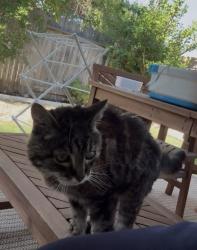 Found/Stray Unknown Cat last seen Clarke Farms, Elk Grove, CA 95624