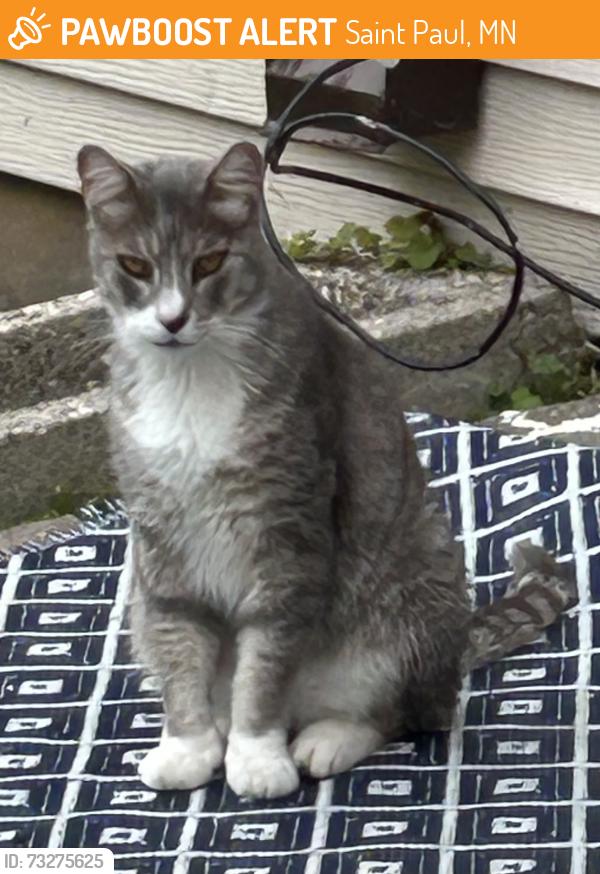 Found/Stray Male Cat last seen Near Westminster Street in Saint Paul, MN 55130, Saint Paul, MN 55130