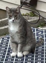 Found/Stray Male Cat last seen Near Westminster Street in Saint Paul, MN 55130, Saint Paul, MN 55130