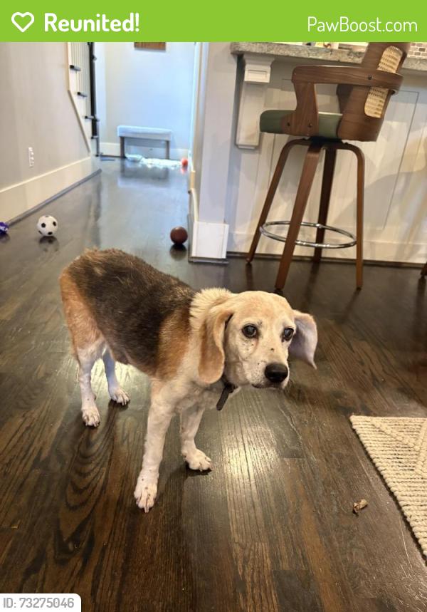 Reunited Female Dog last seen Houston heights, near 20th St and Heights Blvd., Houston, TX 77008
