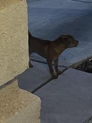 Found/Stray Male Dog last seen Spencer and Silverado ranch, Las Vegas, NV 89123