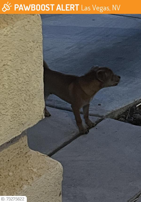 Found/Stray Male Dog last seen Spencer and Silverado ranch, Las Vegas, NV 89123
