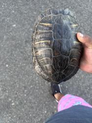 Found/Stray Unknown Reptile last seen Sandra Pl, Paloma, Garden Grove, CA 92843