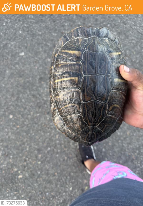 Found/Stray Unknown Reptile last seen Sandra Pl, Paloma, Garden Grove, CA 92843