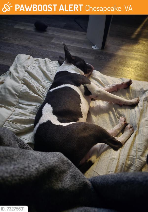 Found/Stray Male Dog last seen Hoover Ave Chesapeake, Chesapeake, VA 23324