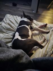 Found/Stray Male Dog last seen Hoover Ave Chesapeake, Chesapeake, VA 23324