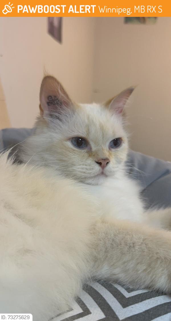Found/Stray Male Cat last seen McPhillips Street, Winnipeg, MB R2X 0S3