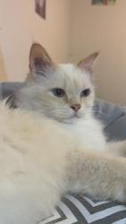 Found/Stray Male Cat last seen McPhillips Street, Winnipeg, MB R2X 0S3