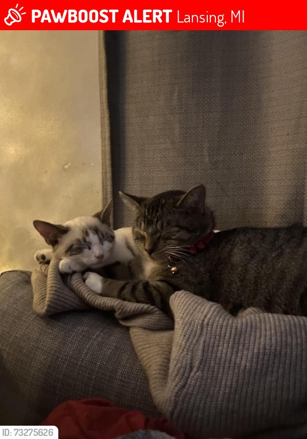 Lost Male Cat last seen Cleveland , Johnson, Lansing, MI 48906