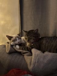 Lost Male Cat last seen Cleveland , Johnson, Lansing, MI 48906
