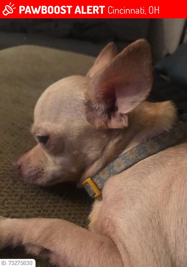 Lost Female Dog last seen Clifton ravine st downtown area Fairview, Cincinnati, OH 45214
